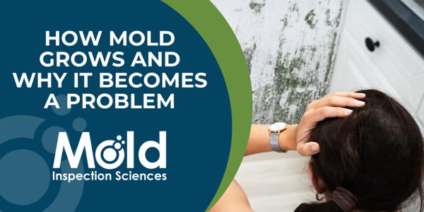 How Mold Grows and Why It Can Become a Problem