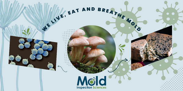 We Live, Eat and Breathe Mold
