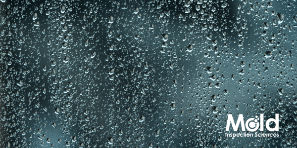 Heavy January 2010 rains in California causing mold problems