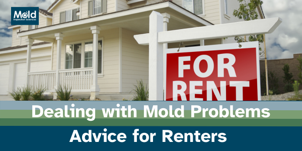 Dealing with Mold Problems  Advice for Renters