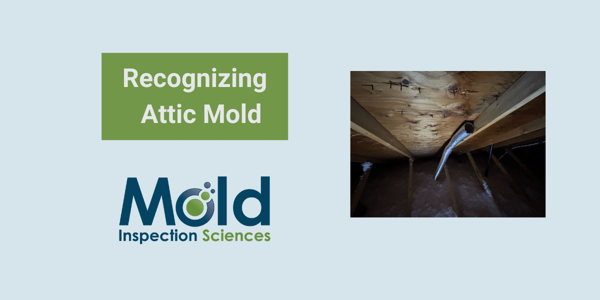 A slide titled Recognizing Attic Mold features a photo on the right, showing the underside of a wooden attic roof with visible mold. Below the title is a logo for Mold Inspection Sciences, highlighting their expertise in mold assessment and testing.
