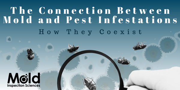 The Connection Between Mold and Pest Infestations: How They Often Coexist