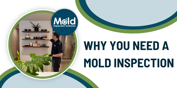 Why You Need a Mold Inspection Part II