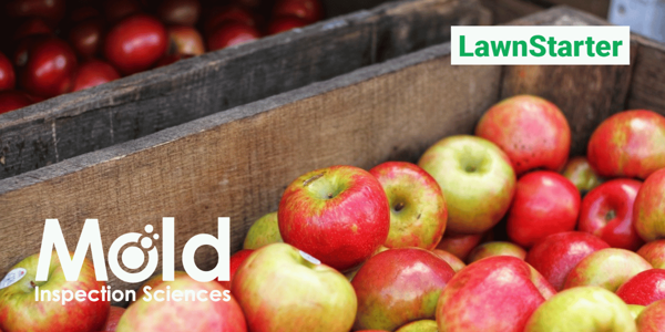 Understanding the Health Impacts of Mycotoxins