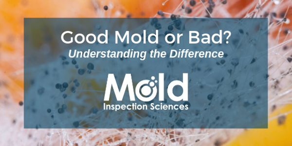 Close-up of mold spores against an orange and white background. Text overlay reads: Good Mold or Bad? Understanding the Difference with an expert assessment by Mold Inspection Sciences.